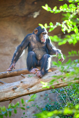 One adult chimpanzee playing on tree trunk in enclosure, Loro Parque zoo, Tenerife, Spain