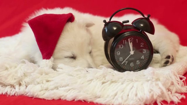 puppy sleeps on a red background