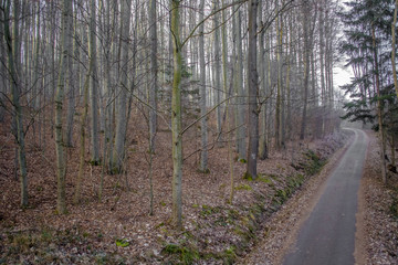 Fototapeta premium forest way