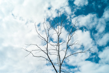 silhouette branch and cloud blue sky