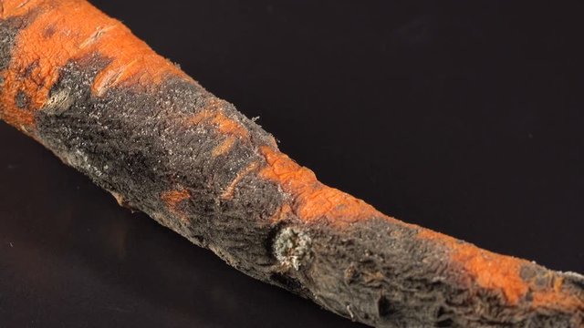 Spoiled rotten carrots rotates on a black background