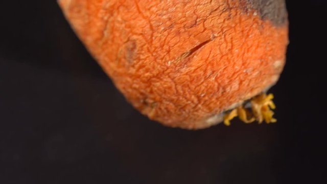 Spoiled rotten carrots rotates on a black background
