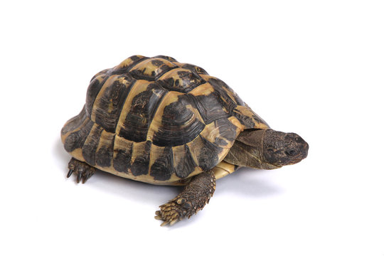Tortue d'Hermann