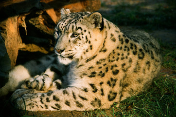 Snow leopard lying on the grass