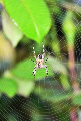 Garden Spider in the autumn garden