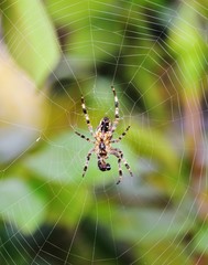 Garden Spider in the autumn garden