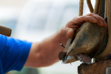The hands of a man fixing the horseshoe of a horse
