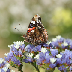 Papillon Vulcain sur fleur de statice