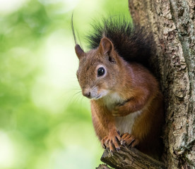 Squirrel On Branch