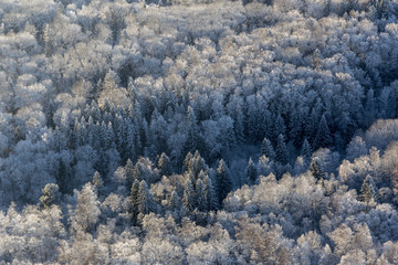 Winter landscape with mixed forest. Russia.