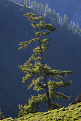 Russia, Altai. Chuysky tract