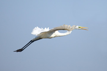 A white Heron.