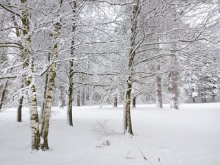 Winter in forest.