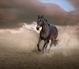 Fototapeta na wymiar Brown horse running on sand on sky background. Front view