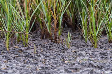 Small Crabs in the Mud