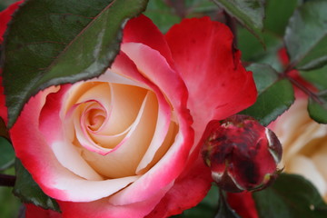 Rose blossom closeup