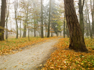 Autumn landscape.