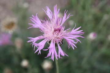 Pink blossom closeup