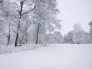Park in winter.