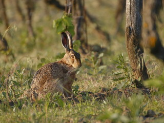 Rabbit resting in the vineyard.