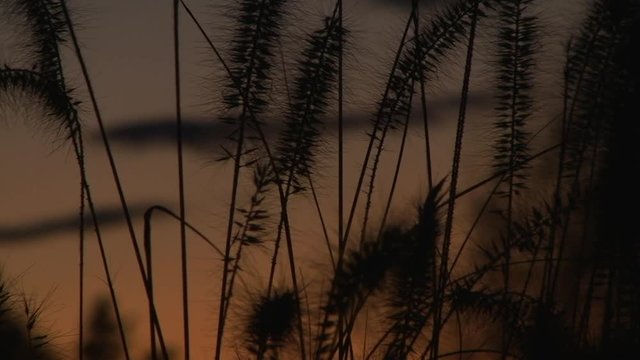 Binsengr&auml;ser bewegen sich in der fortgeschrittenen Abendd&auml;mmerung im Wind