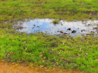 Muddy puddle