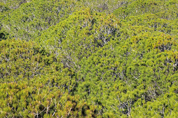 Pine forest seen from above