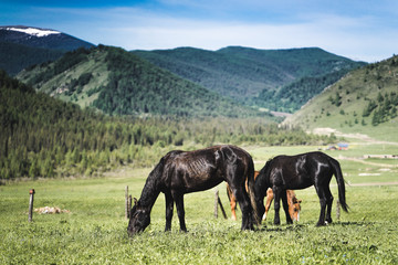 Horses in mountains in the village, on field. at home