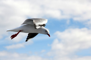 Sea gull at the beach in Melbourne, Australia
