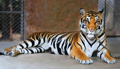 Photo portrait tiger