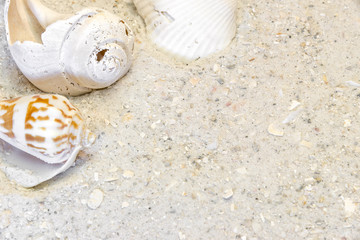 Three tropical shells on sandy beach vacation background