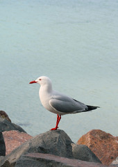 Sea gull at the beach in Melbourne, Australia