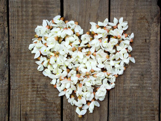 Heart wreath of white acacia blossoming flower petals on dark wooden background