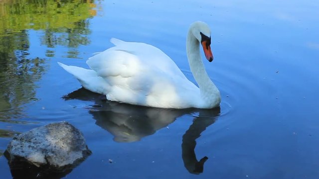 White swan at lake blue water