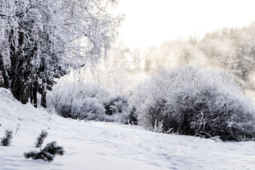 Obraz premium winter forest