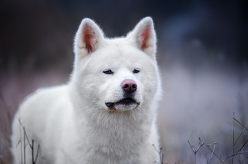 Obraz premium White Akita dog portrait in winter time