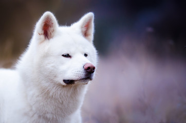 White Akita dog portrait in winter time
