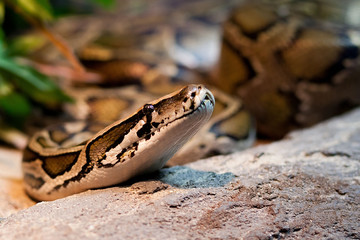 Fototapeta premium snake piton