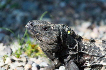 Wild green lizard or iguana