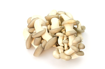 Fototapeta na wymiar Oyster mushrooms natural food on a white background