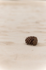 Pine cone over a white sandy beach.