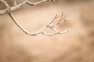 Tree twig with rime