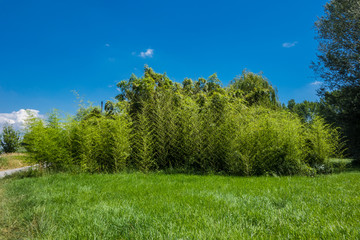 Bambus auf Wiese.
