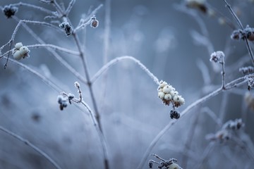 Rime on plants