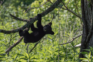 BLACK BEAR CUBS