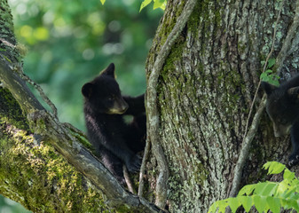 BLACK BEAR CUBS