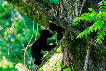 BLACK BEAR CUBS © Robert