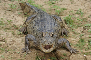 The Pampas (outside Rurrenabaque), Bolivia