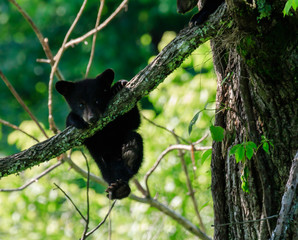 BLACK BEAR CUBS © Robert