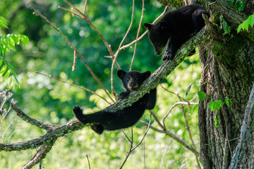 BLACK BEAR CUBS